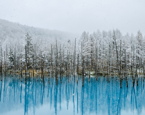 북해도 비에이 + 후라노 코스(여름한정)
