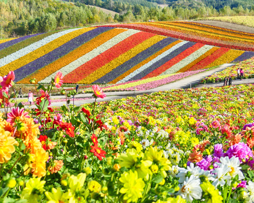 힐링 홋카이도 #인생샷 버스 투어